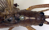 CollectionObject 1522340; 649eef7d-7d1c-44c0-91ae-1b8461d8f7a3: male pronotum, dorsal view (holotype). (CollectionObject).