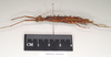 CollectionObject 1560946; NHMUK(SF IMPORT DUPLICATE) 844818, cfaf030c-94f6-4d87-be49-5da183b1d86d: copyright Natural History Museum, London. female, lateral view (holotype). (CollectionObject).