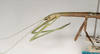 Sipyloidea bella (Tepper, 1905): copyright ANIC, Canberra. female: head and thorax, lateral view of synonym Sipyloidea ovabdita (paratype). (Otu).