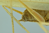 CollectionObject 1532286; d0f38850-8453-4c4c-86a0-c13d0e7a10e3: male terminalia, lateral view (holotype). (CollectionObject).