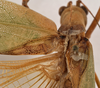 CollectionObject 1534625; a91330ef-00ac-455e-b171-db922775cfa1: male stridulatory apparatus (syntype). (CollectionObject).