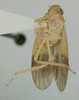 Habitus ventral view on Biza craspa Kramer, 1962: Male holotype [USNM]: habitus, ventral view. (Observation).
