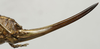 CollectionObject 1534964; 5d6ff9f3-f408-45c1-b48a-60c457d6ee9b: female ovipositor (holotype). (CollectionObject).