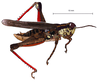 Baeacris morosa (Rehn, 1905): male, lateral view. (Otu).