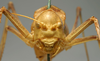 CollectionObject 1516721; 7ff4357a-65a0-4095-85e3-878ced2bc3bc: male, frontal view (syntype). (CollectionObject).