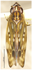 Habitus, dorsal view on Parapythamus suiyangensis Li & Li, 2011: (Observation).