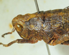 CollectionObject 1498697; 922d6b58-9b60-4168-8926-1f438a0de90d: female head and pronotum, lateral view. (CollectionObject).