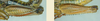 Melanoplus digitifer Hebard, 1936: (Otu).