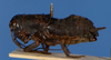 CollectionObject 1580059; aca1138f-c90d-4496-9002-91c736fc50ed: female, lateral view (paratype). (CollectionObject).