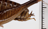 CollectionObject 1505950; e2ae4b73-c2c4-4d7a-bcca-4e4377f1a28c: male, lateral view (syntype). (CollectionObject).