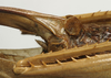 CollectionObject 1535099; 171967d3-fd2a-4d25-9a54-3bdb21eaa2b5: female subgenital plate (holotype). (CollectionObject).