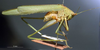 CollectionObject 1501730; 428ba365-fa24-4e12-a078-46b1852afd01: male habitus lateral view (syntype). (CollectionObject).