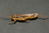 Zygoclistron trachystictum Rehn, 1905: male. (Otu).