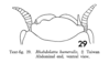 Rhabdoblatta humeralis (Shiraki, 1931): Rhabdoblatta humeralis, male. (Otu).