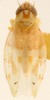 Habitus (holotype, USNM collection) Depicts Habitus, dorsal view, an Observation.