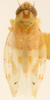 Habitus, dorsal view: Habitus (holotype, USNM collection). (Observation).