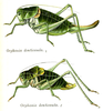 Pl. 7. female and male. Depicts Polysarcus denticauda (Charpentier, 1825), an Otu.