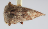 Habitus, dorsal view: !! display not done !! on Telamonanthe brevis (Ball, 1903): (Observation).