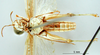 CollectionObject 1530826; 3e2b3bd5-6aec-48b4-894f-15468cab6fc5: male, ventral view (syntype). (CollectionObject).