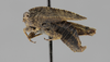 CollectionObject 1590309; 1b3548fa-e4bc-4d92-93d7-c1d5d45bf43a: male, lateral view (allotype). (CollectionObject).