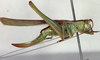 Conocephalomima barameda Rentz, 2001: female, lateral view (paratype). (Otu).