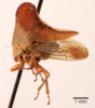 Habitus, lateral view: !! display not done !! on Glossonotus univittatus (Harris, 1841): (Observation).