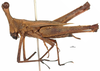CollectionObject 1499145; 46504515-cc2f-42ce-85c3-b03fd29c5385: female, lateral view (holotype). (CollectionObject).