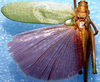 Diophanes salvifolius salvifolius (Lichtenstein, 1796): male, dorsal view. (Otu).