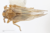 Habitus, dorsal view: !! display not done !! on Pareuidella weedi (Van Duzee, 1897): (Observation).