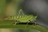 Diogena fausta (Burmeister, 1838): male, Kilimanjaro, Tanzania. (Otu).