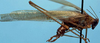 CollectionObject 1533189; 611e3ca5-50da-474b-8305-9a399ab1db4c, USNM 21341: male, lateral view (holotype of Anaulacomera longicercata Caudell). (CollectionObject).