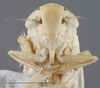 Head: !! display not done !! on Dalbulus elimatus (Ball, 1900): Head/Face. (Observation).