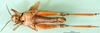CollectionObject 1564443; 80bd6b64-6813-40bb-a04d-8342a423ad5d: female, ventral view (allotype of Dociostaurus elbursianus caspicus). (CollectionObject).