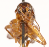 CollectionObject 1523729; d228cabd-fe4c-40ee-b581-141509ab95a0: male, frontal head (holotype). (CollectionObject).