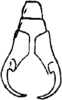 Anal tube processes on Dialecticopteryx (Akotettix) centromaculata (Ramakrishnan & Menon, 1972): Anal tube. (Observation).