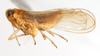 Habitus, lateral view: !! display not done !! on Sogatella kolophon (Kirkaldy, 1907): (Observation).