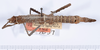 CollectionObject 1561385; fa06fa7b-f04b-40ad-9af3-c2afaba9951f: copyright ANSP. female, dorsal view (holotype). (CollectionObject).