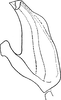 Aedeagus, lateral view on Paramesus obtusifrons (Stål, 1853): Aedeagus, lateral view. (Observation).