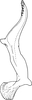 Stylus on Dialecticopteryx (Akotettix) centromaculata (Ramakrishnan & Menon, 1972): Stylus. (Observation).