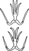 Aedeagus, ventral view on Edwardsiana ulmiphagus Wilson & Claridge, 1999: Aedeagus, ventral view. (Observation).
