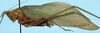 CollectionObject 1522588; 9ffaf0ff-8cb7-4d71-b04b-a46ec77792ac: male, lateral view (holotype of Symmetropleura boliviana). (CollectionObject).