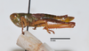 CollectionObject 1533435; e4f8e4d1-e9f3-4835-82fd-de4910e40be8: male, lateral view (holotype). (CollectionObject).