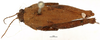 male, dorsal view (syntype). Depicts CollectionObject 1578175; OUM 735 3/4, 0bcfa692-5174-4680-b729-a9b0cc56c50d, a CollectionObject.