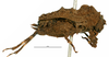 CollectionObject 1506784; f8efe573-e0b9-4679-b326-a32ac9f3f7cc: female, lateral view (holotype). (CollectionObject).