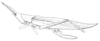 Dorycoryphus longirostris Redtenbacher, 1891: Pl. III, Fig. 23. female habitus (pronotum length 9 mm, tegmina 48.5 mm, ovipositor 16.2 mm). (Otu).