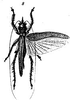 Loboscelis pilipes Redtenbacher, 1891: female, dorsal view. (Otu).