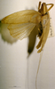 CollectionObject 1503449; MBBJ 3226034, 4be00560-7043-45ef-b4c7-e02a3a36a8b9: male, dorsal view (syntype?). (CollectionObject).