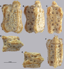 Cryptophyllium phami Cumming, Bank, Bresseel, Constant, Le Tirant, Dong, Sonet & Bradler, 2021: copyright RBINS, Brussels. Egg. (Otu).