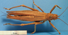 CollectionObject 1538357; 9a68aa43-bf07-4555-b12a-b3e343fbc4cf: female, dorsal view (syntype). (CollectionObject).