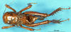 CollectionObject 1537615; 0fe9d04a-8bca-4d34-a726-974c03b78ea4: female, dorsal view (paratype). (CollectionObject).